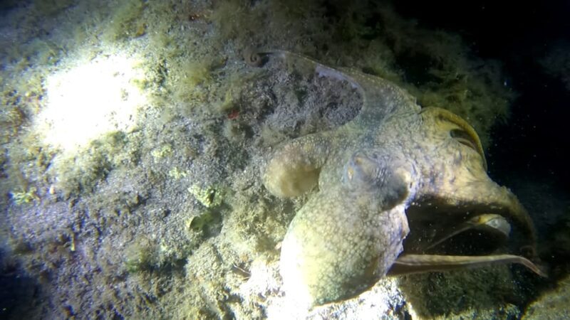 Scuba Night Dive for certified divers in Tenerife - The Guides and Equipment