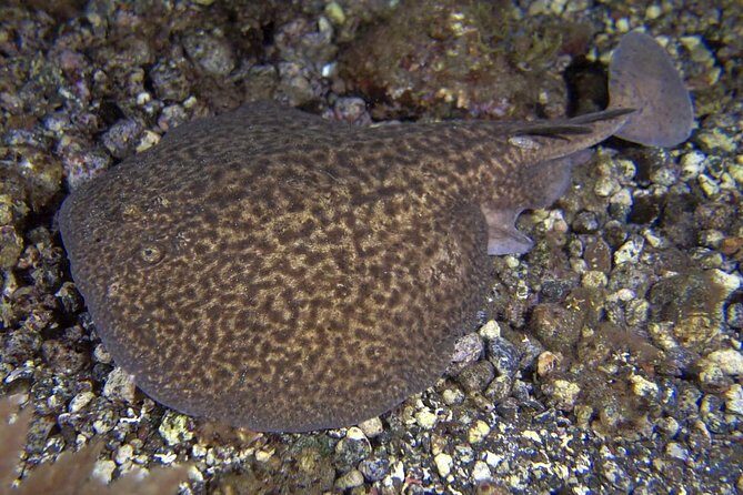 Scuba Night Dive on Tenerife - A Close Look at the Tenerife Night Dive Experience