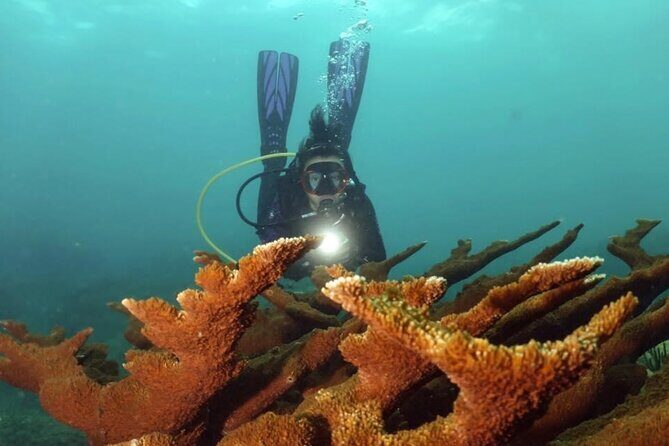 Scuba Tour for Certified Divers in San Juan - The Marine Life and Scenery