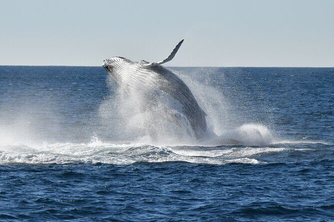 Sea Cliff Bridge Tours with Whale Watching and Wine Tasting - A Day of Adventure and Beauty Along Australia’s South Coast