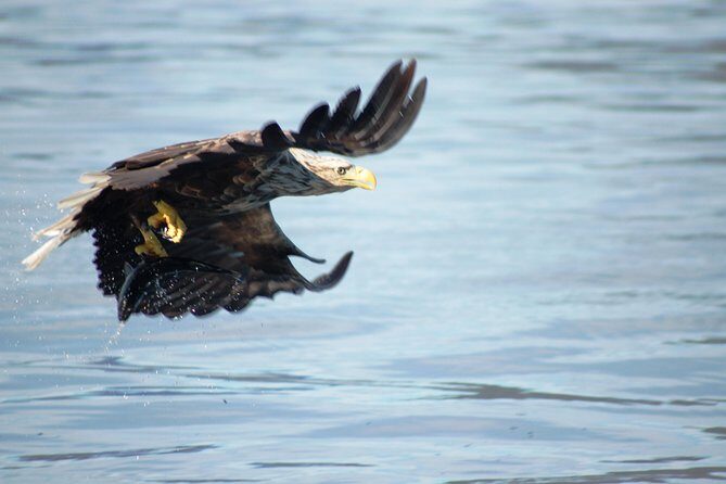 Sea Eagle Safari from Svolvær to Trollfjorden - Key Points