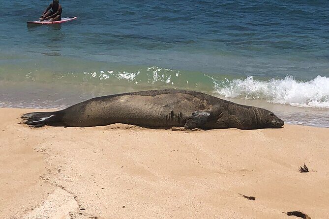 Sea / Eat & See The North Shore - Exploring the North Shore with Sea / Eat & See The North Shore