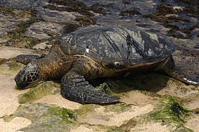 Sea / Eat & See The North Shore - FAQ