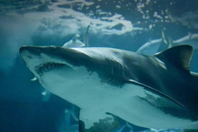 Sea Life Bangkok Ocean World Tickets - FAQs About Sea Life Bangkok Ocean World