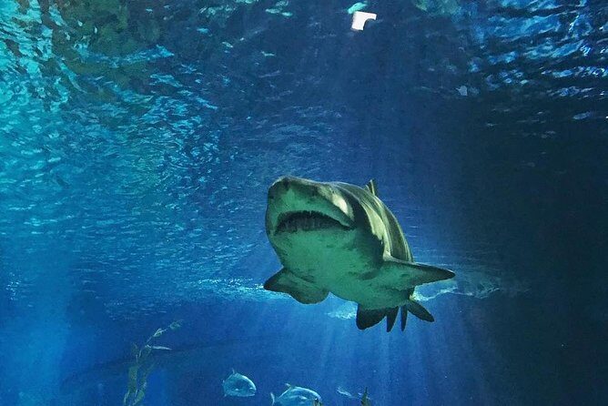 Sea Life Bangkok Ocean World Tickets - What to Expect at the Aquarium