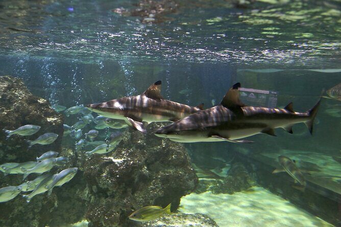 SEA LIFE Blackpool Admission Ticket - Frequently Asked Questions