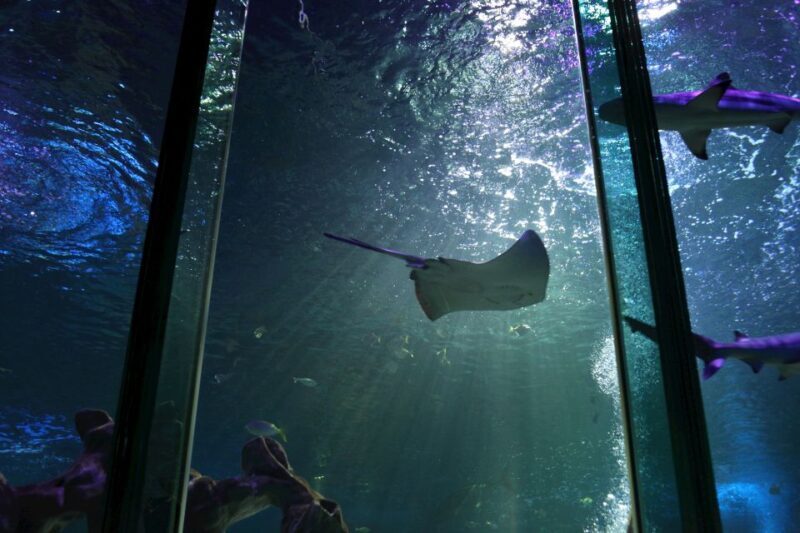 SEA LIFE Blackpool Entrance Ticket - Authentic Visitor Experiences