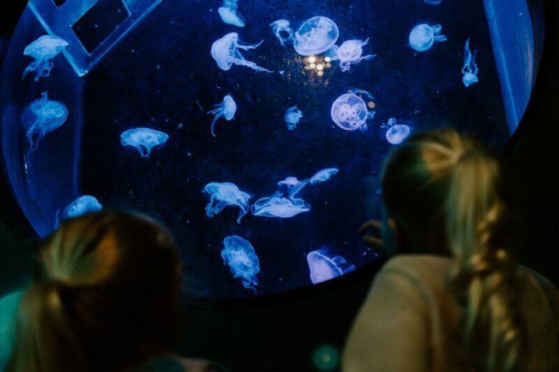Sea Life Brighton Admission Ticket - FAQ