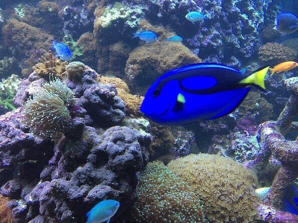 SEA LIFE Brighton Admission Ticket - Exploring Sea Life Brighton: An Up-C close Look at England’s Oldest Aquarium