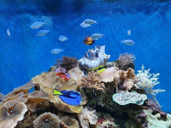 SEA LIFE Great Yarmouth General Admission - Exploring the Underwater World at SEA LIFE Great Yarmouth
