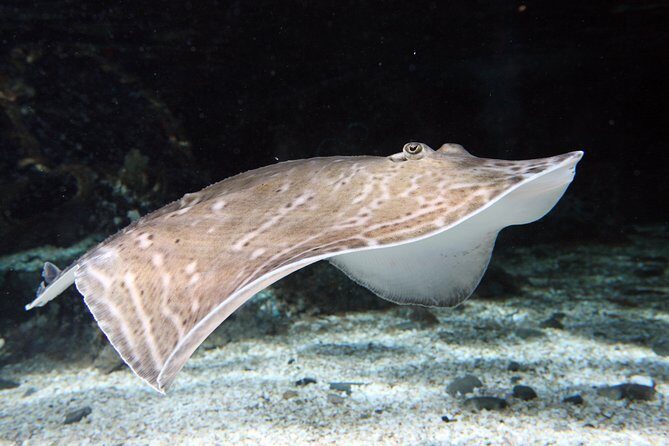 SEA LIFE Great Yarmouth General Admission - FAQs About SEA LIFE Great Yarmouth