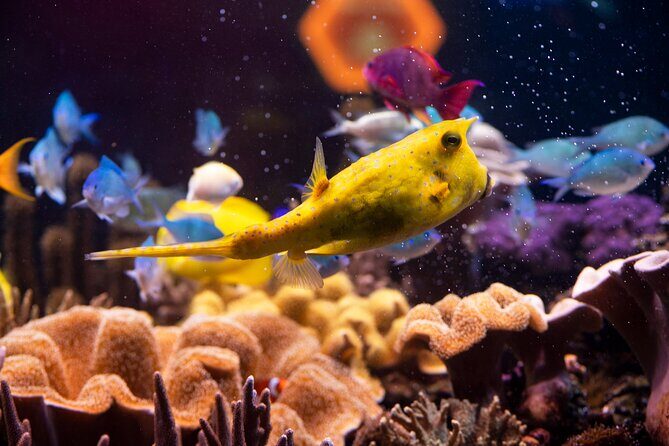SEA LIFE Hannover Ticket - A Detailed Look at What to Expect at SEA LIFE Hannover