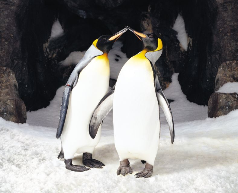 Sea Life Kelly Tarlton's Aquarium General Admission - Final Thoughts
