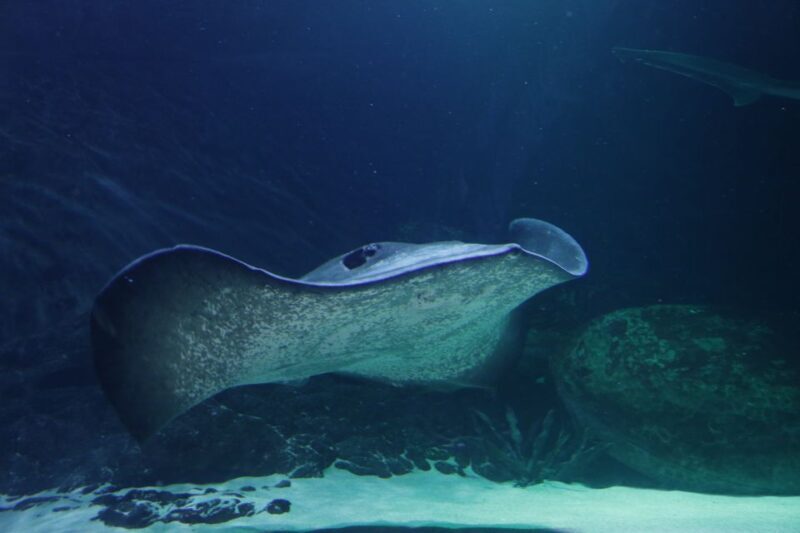 Sea Life Kelly Tarlton's Aquarium General Admission - FAQ