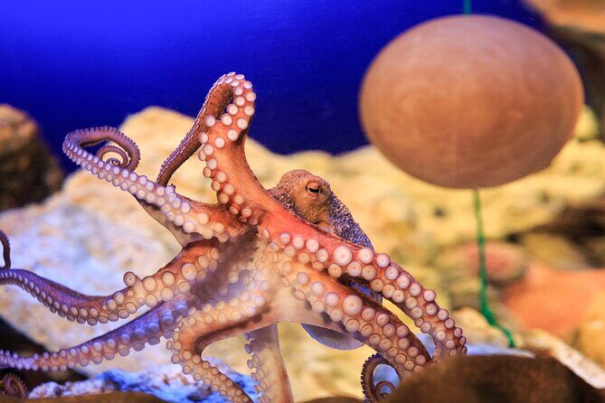 SEA LIFE Konstanz Admission Ticket - In-Depth Review of SEA LIFE Konstanz