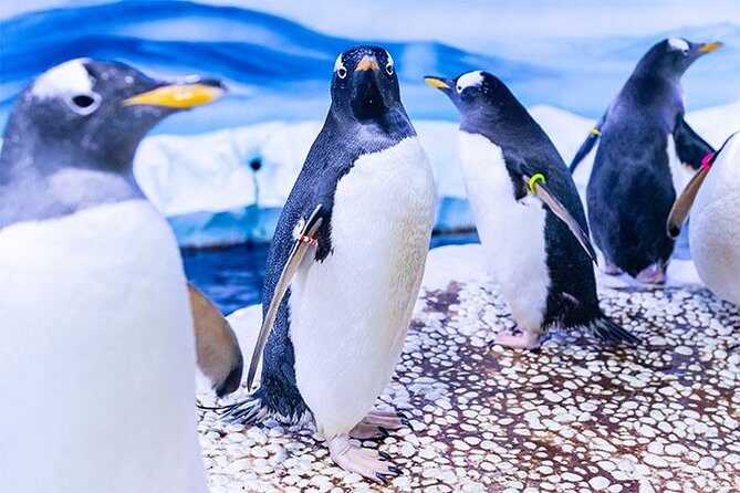 SEA LIFE London Aquarium Admission Ticket - The Experience: What You’ll See and Do