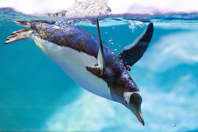 SEA LIFE Manchester Admission Ticket - Location, Booking, and Practicalities