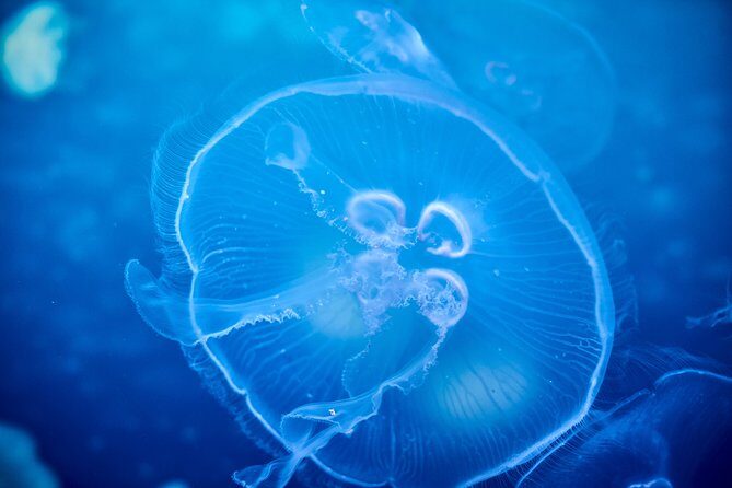 SEA LIFE Melbourne Aquarium Admission Ticket - Exploring Melbourne’s Aquarium: A Balanced Look
