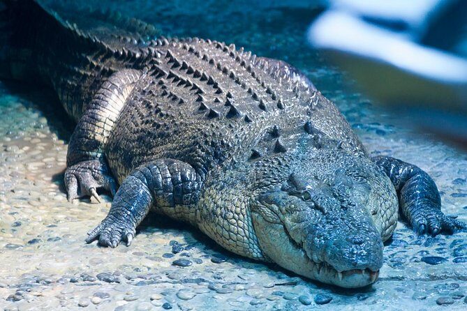 SEA LIFE Melbourne Aquarium Admission Ticket - FAQ
