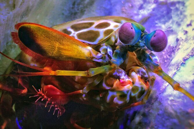 SEA LIFE Michigan Aquarium Admission Ticket - Frequently Asked Questions