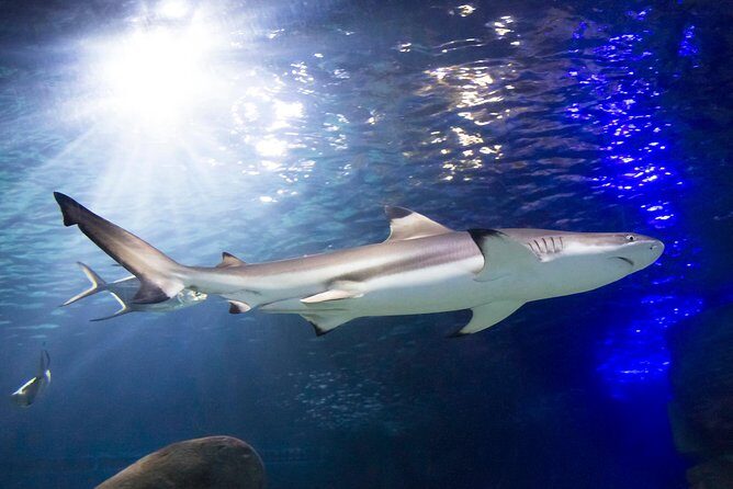 SEA LIFE Munich Admission Ticket - Authentic Traveler Perspectives