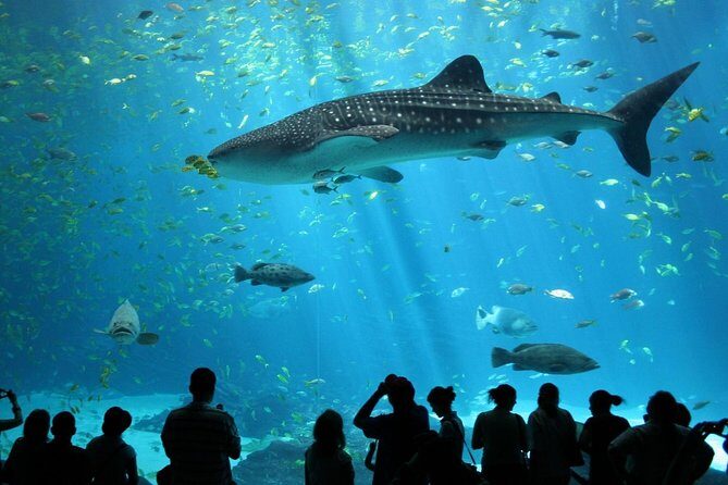 SEA LIFE Ocean World at Bangkok Admission Ticket - Discovering Bangkok’s Underwater World: A Guide to SEA LIFE Ocean World Admission