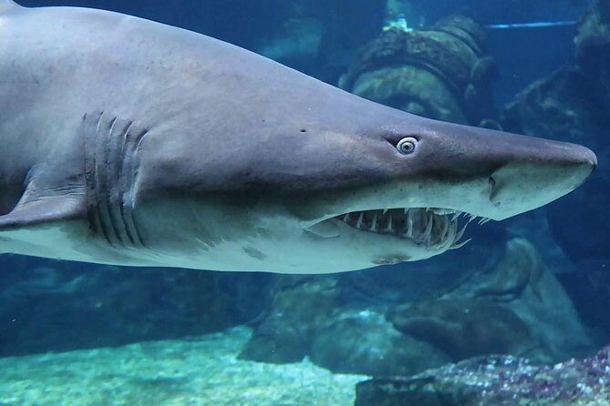 SEA LIFE Ocean World at Bangkok Admission Ticket - A Deep Dive into SEA LIFE Ocean World in Bangkok