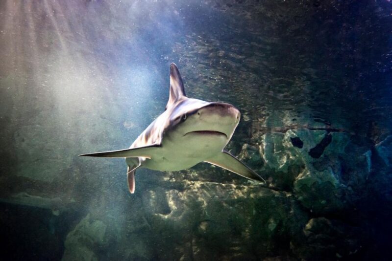 SEA LIFE Paris: Admission Ticket - Exploring the Wonders of SEA LIFE Paris