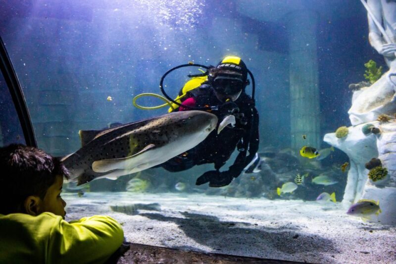 SEA LIFE Porto Full-Day Entrance Ticket - Discover Portugal’s Underwater World at SEA LIFE Porto