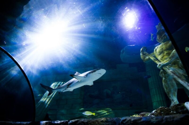 SEA LIFE Porto Full-Day Entrance Ticket - FAQs about SEA LIFE Porto