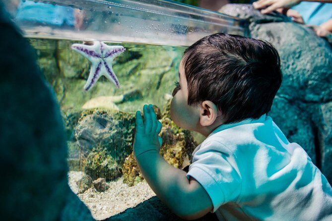 SEA LIFE San Antonio Admission Ticket - Exploring SEA LIFE San Antonio in Detail