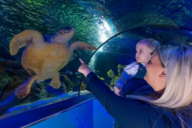 Sea Life Scarborough - In-Depth Review of Your Marine Adventure