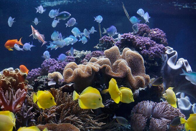 SEA LIFE Speyer Admission Ticket - What to Expect at SEA LIFE Speyer: A Detailed Breakdown