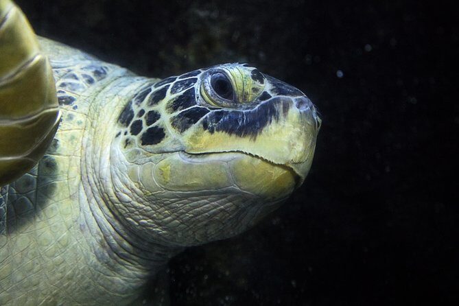 SEA LIFE Speyer Admission Ticket - The Itinerary and Highlights