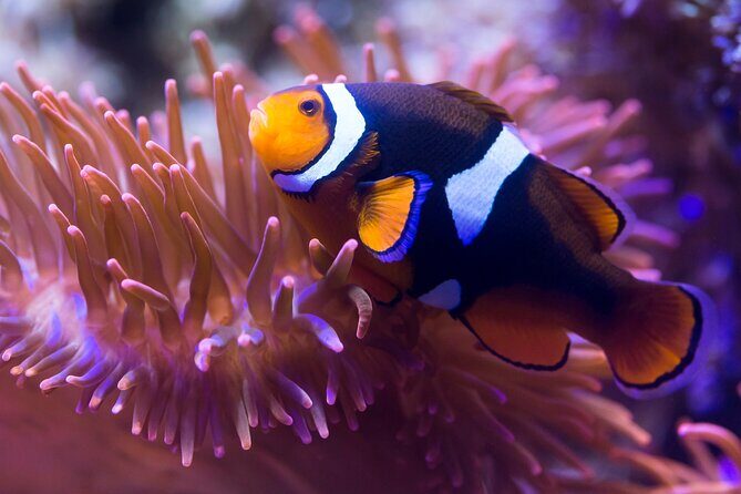 SEA LIFE Speyer Admission Ticket - Visitor Experience and Reviews