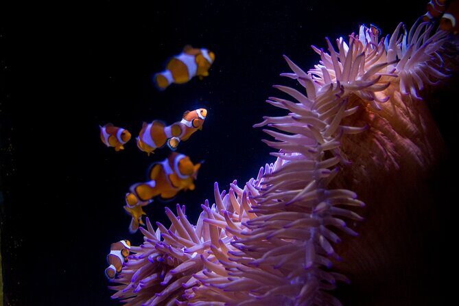 SEA LIFE Sunshine Coast Aquarium Entrance Ticket - The Itinerary: What to Expect