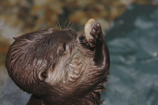 SEA LIFE Timmendorfer Strand Admission Ticket - Key Points