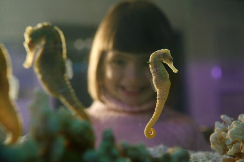 SEA LIFE Timmendorfer Strand Ticket - A Detailed Look at SEA LIFE Timmendorfer Strand
