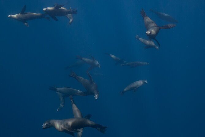 Sea Lion Snorkel Adventure at Espíritu Santo Island - An In-Depth Look at the Sea Lion Snorkel Adventure