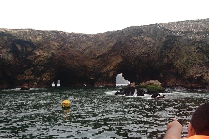 Sea Lions !!! Experience in the Ocean - What You Should Know Before You Go