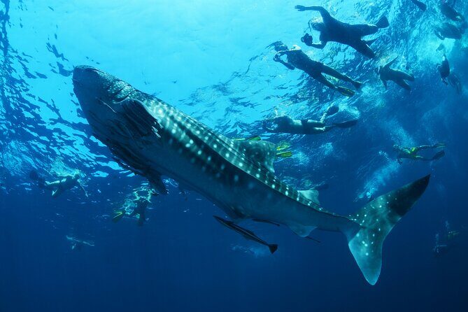 Sea of Cortez Combo: Whale Sharks, Sea Lions & Balandra Beach - A Deep Dive into the Tour Experience