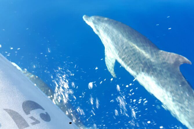 SEA SAFARI Dolphins, Whales, 3h speedboat DISCOVERY-TOUR - Why Choose This Tour?