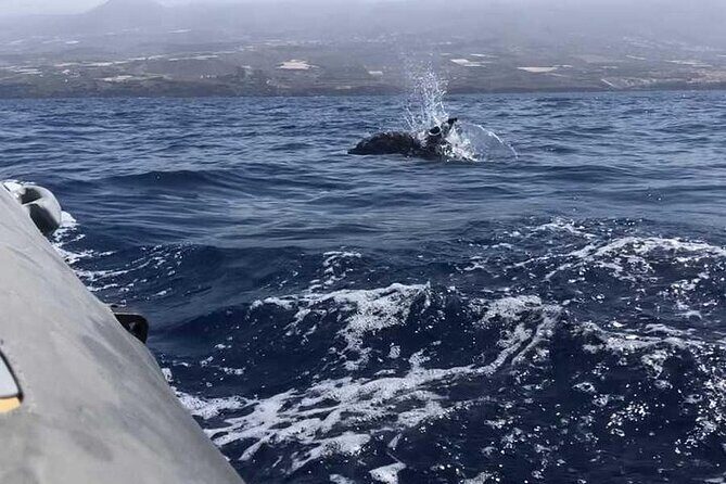 SEA SAFARI Dolphins,Whales, snorkeling, snack, drink, 3h private - Final Words