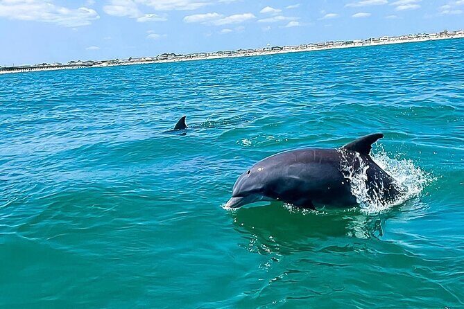 Sea Thunder Cruise-2 Hour Tour Surrounded by Dolphins in S.C - Key Points