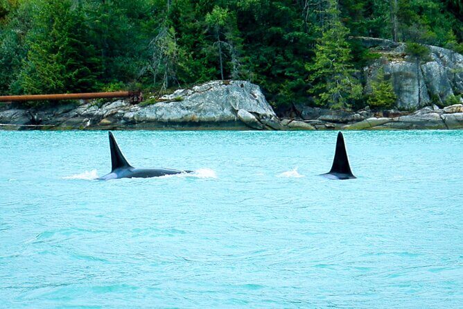 Sea to Sky Afternoon Sail - The Authentic Coastal Escape: A Deep Dive into the Sea to Sky Afternoon Sail