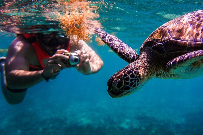 Sea turtle and cenotes half day Snorkeling Tour from Riviera Maya - Key Points