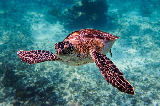Sea turtle and cenotes half day Snorkeling Tour from Riviera Maya - Frequently Asked Questions