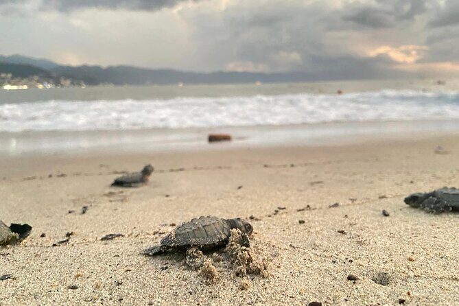 Sea Turtle Conservation Release Puerto Vallarta - Experience the Magic of Sea Turtle Conservation in Puerto Vallarta