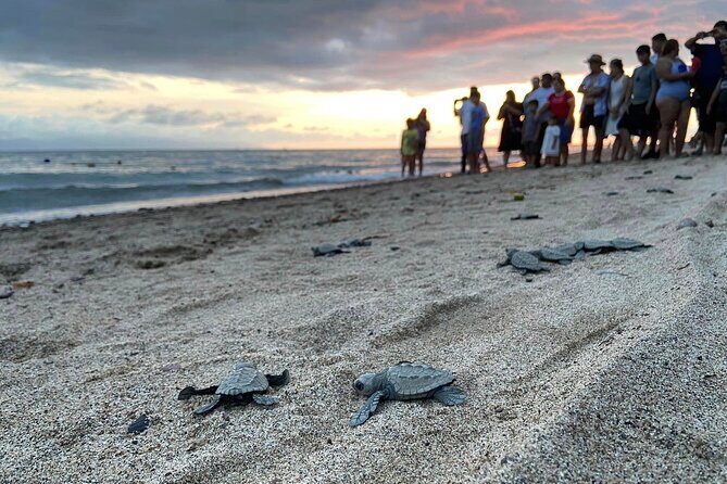 Sea Turtle Conservation Release Puerto Vallarta - Key Points