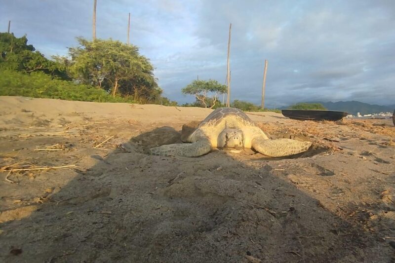 Sea Turtle Conservation Release Puerto Vallarta - Final Thoughts